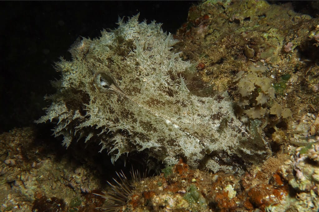 Dolabella Sea Hare