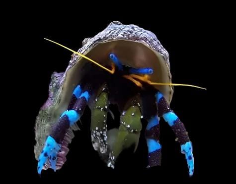 Electric Blue leg Soccer crab