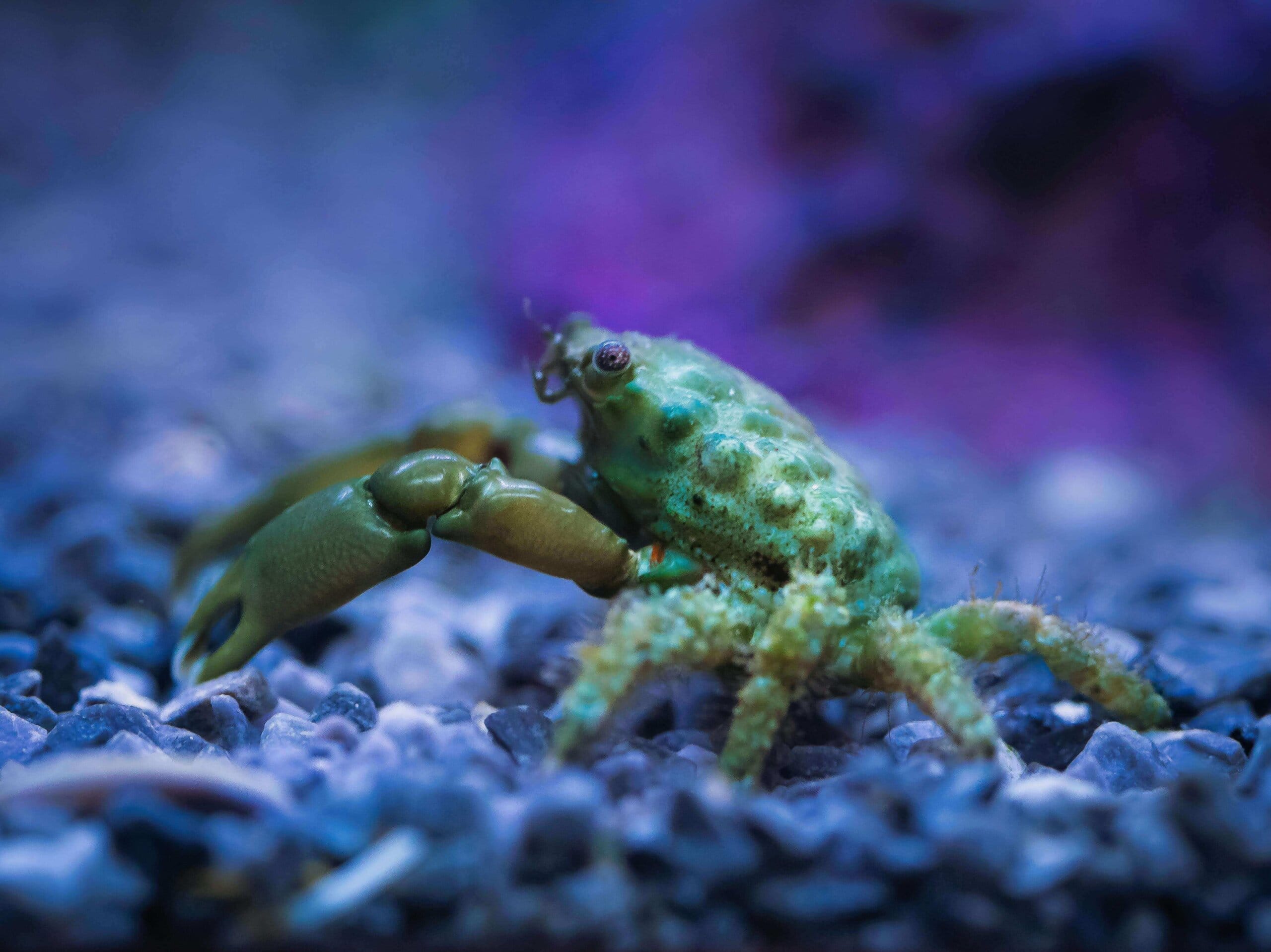 Emerald Crab saltwater reef