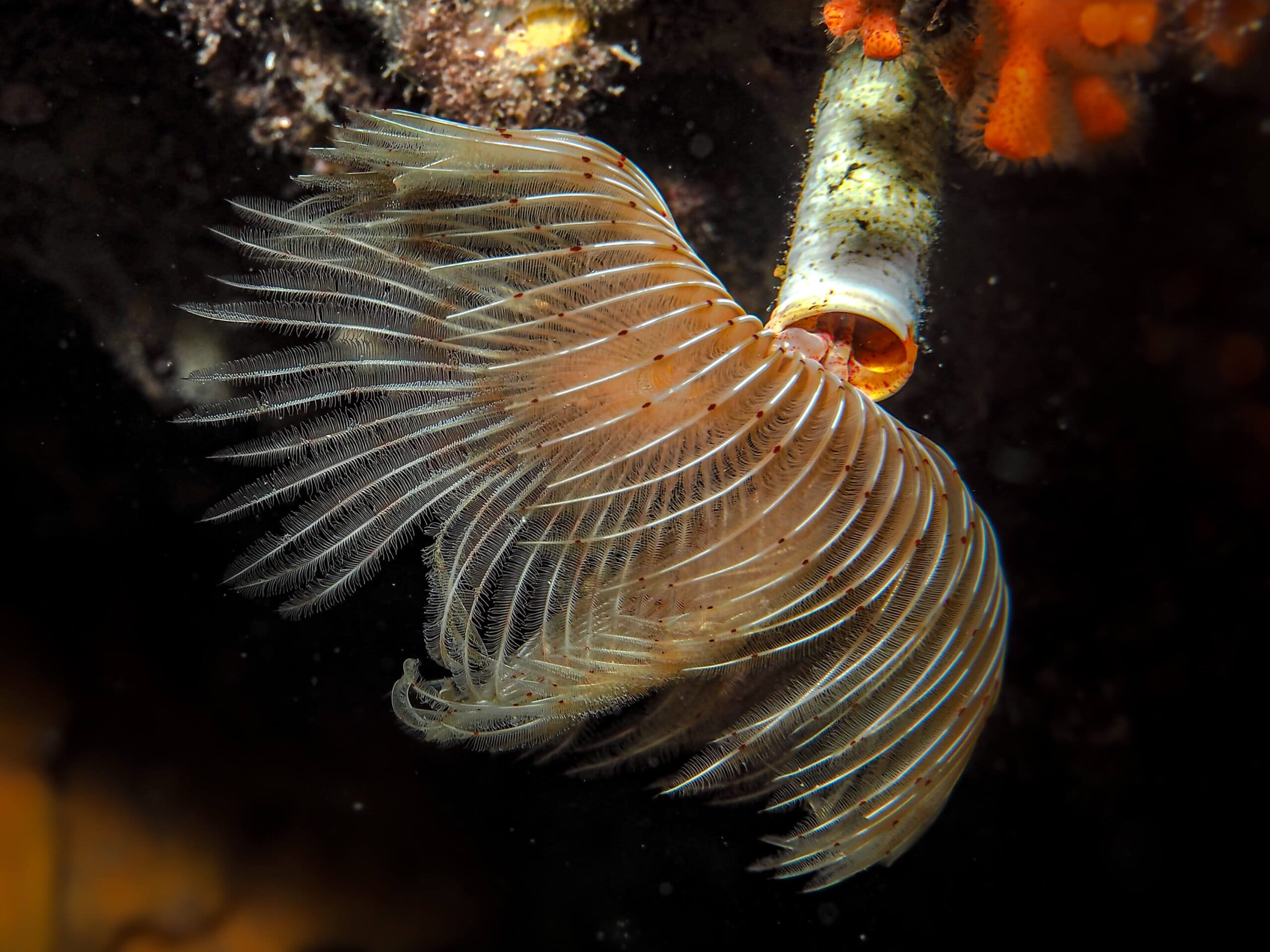 Fan worm in reef