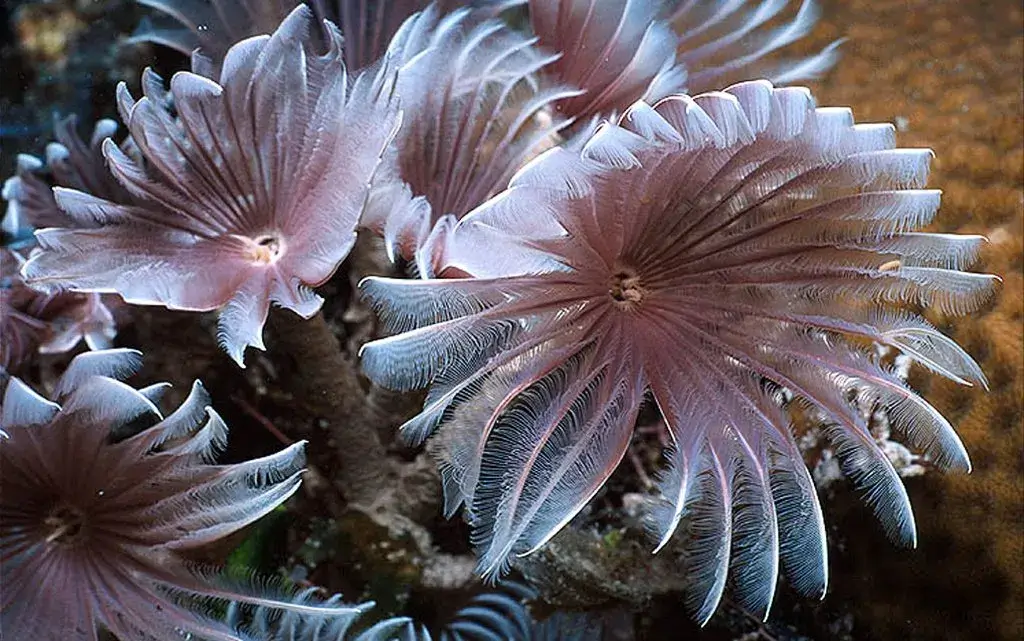 dwarf feather duster worm