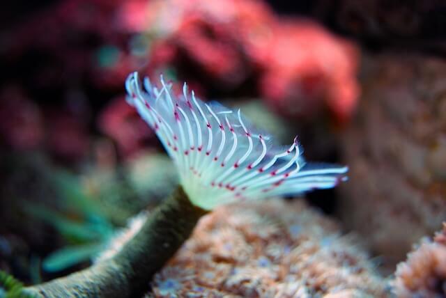 Feather duster fan worm