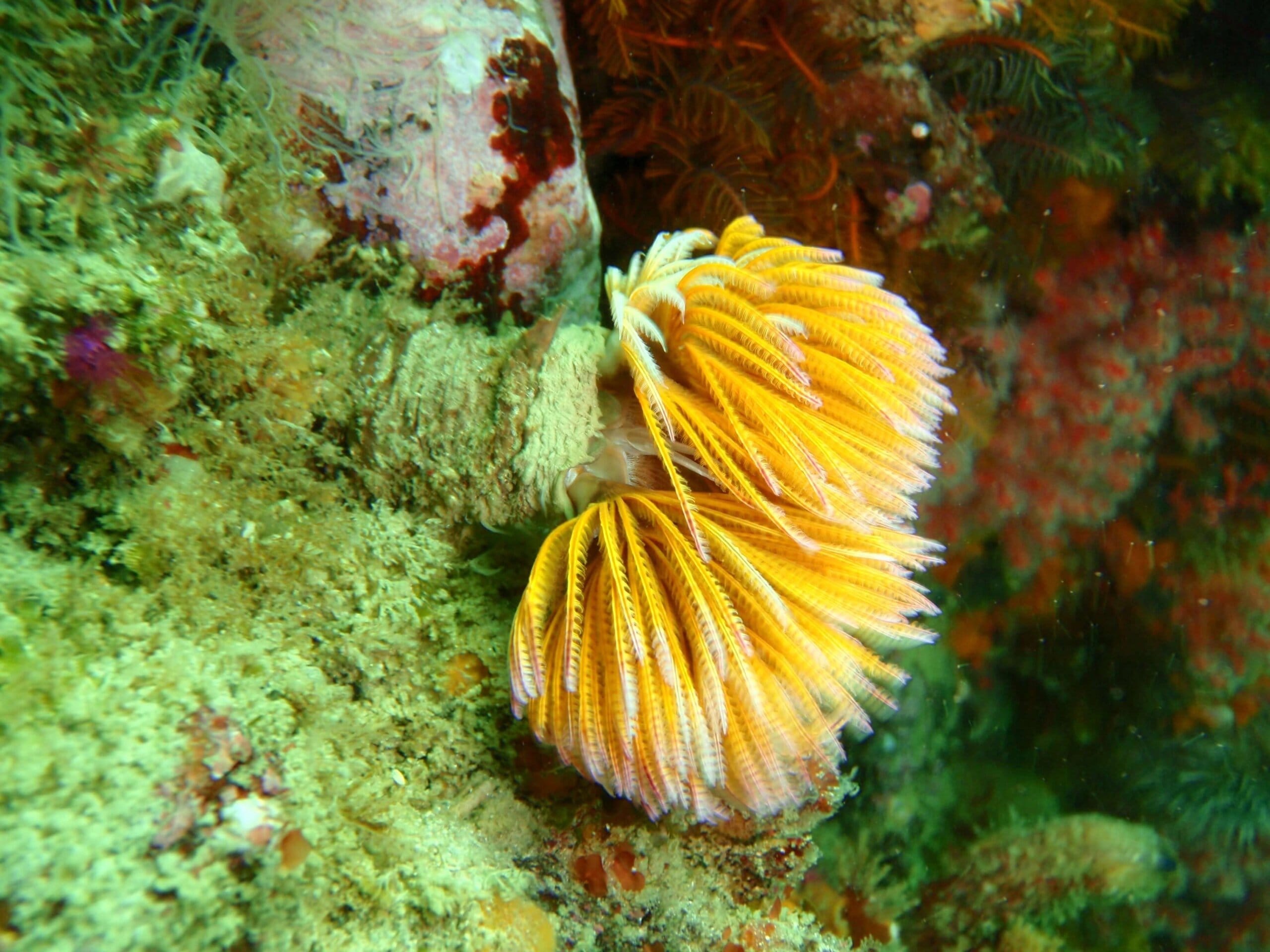 Feather duster worm