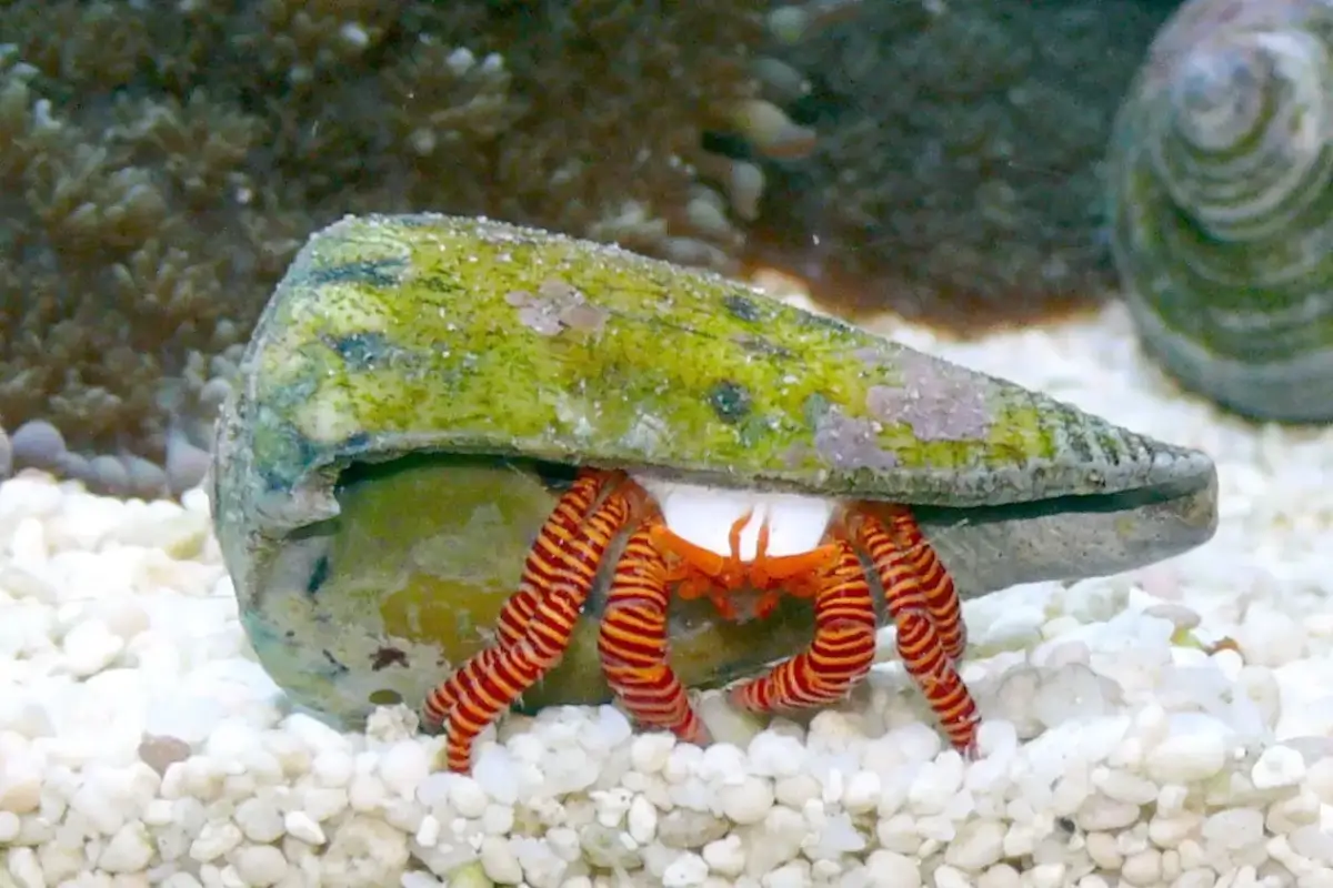 Halloween Hermit Crabs