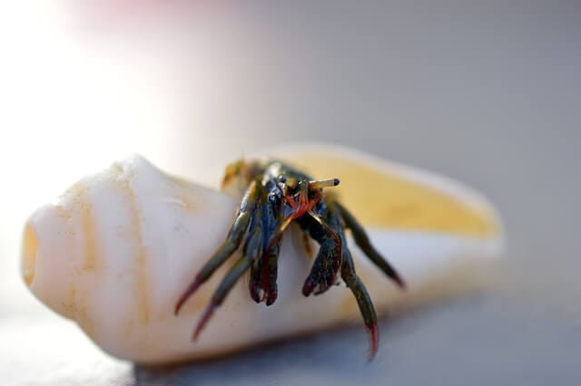 hermit crab in shell