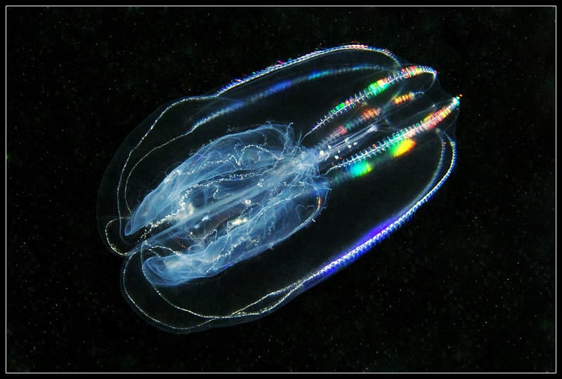 Jelly comb in ocean