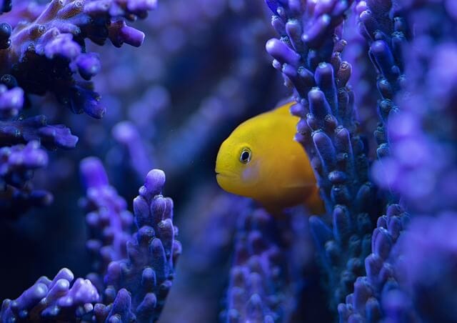 Macro photgraphy of fish in coral - yellow rock goby