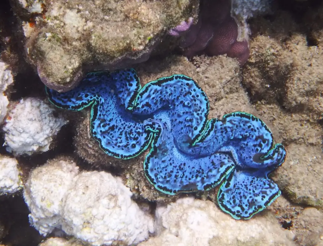 Maxima Clam - tridacna maxima