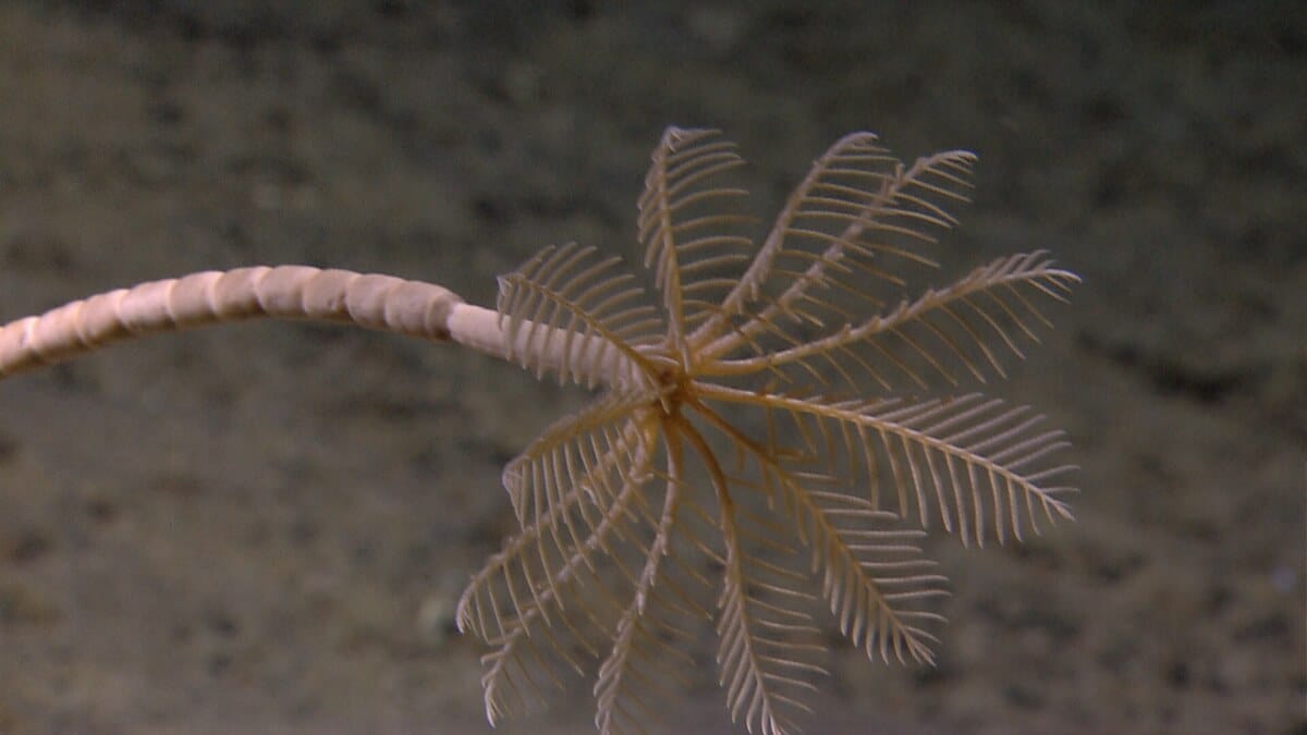 crinoid sea lilies