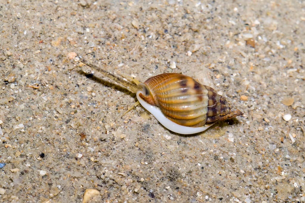 Nassarius Snail in reef sandbed