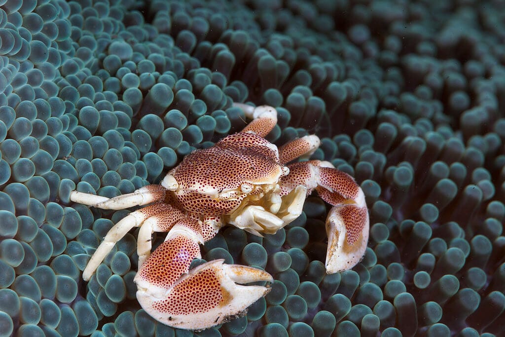 Porcelain crab on bubble tip anemone