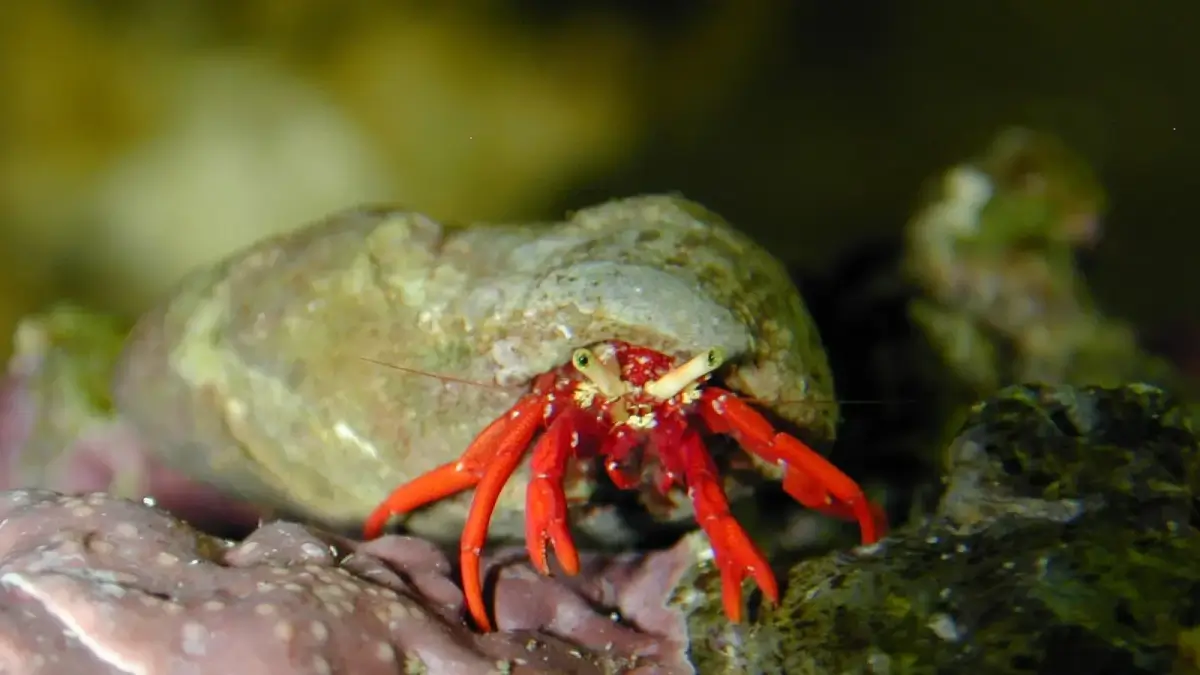 Reg leg hermit crab