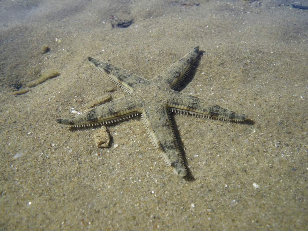 Sand Sifting Starfish