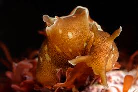 sea hare