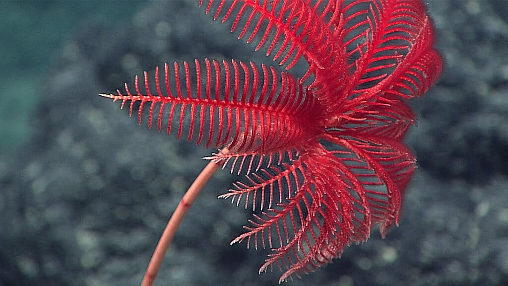 red sea lilies