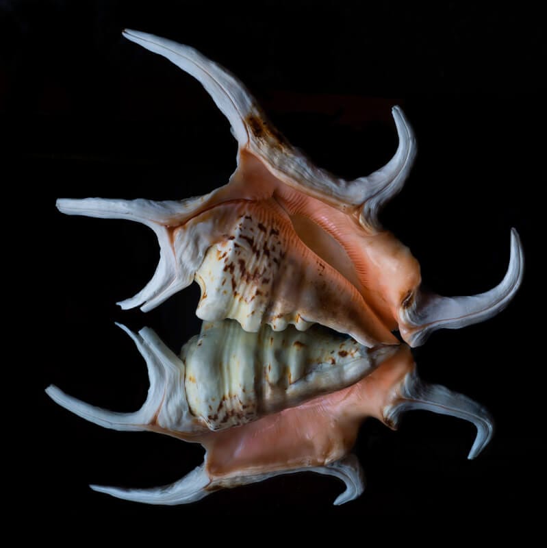 Spider Conch clean up crew reflection of shell