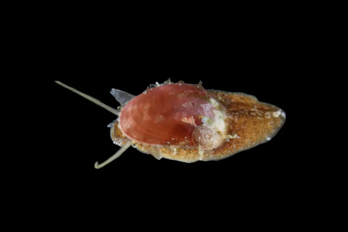 Stomatella snail
