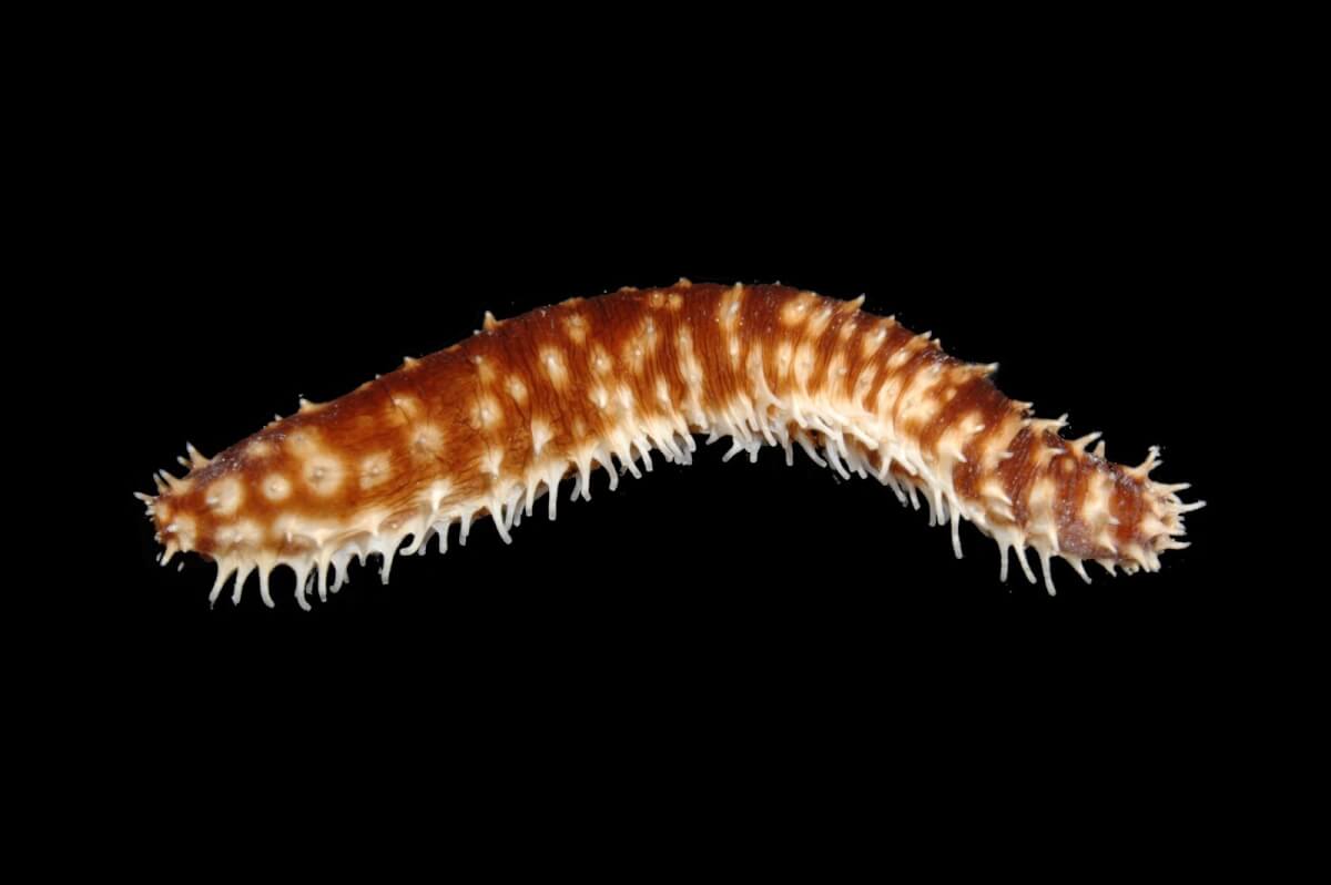 Tiger Tail Sea Cucumber