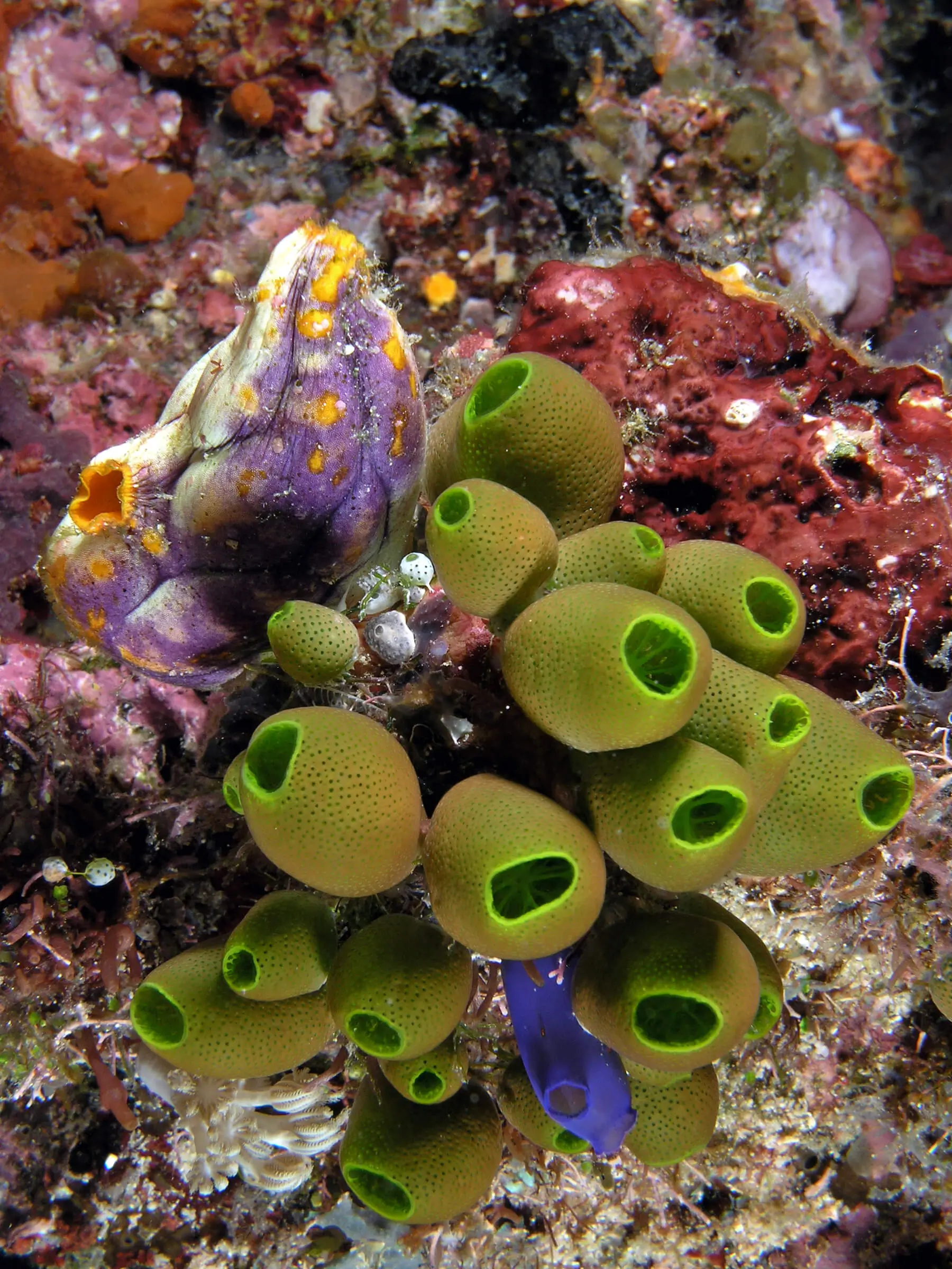 Green tunicates sea squirts