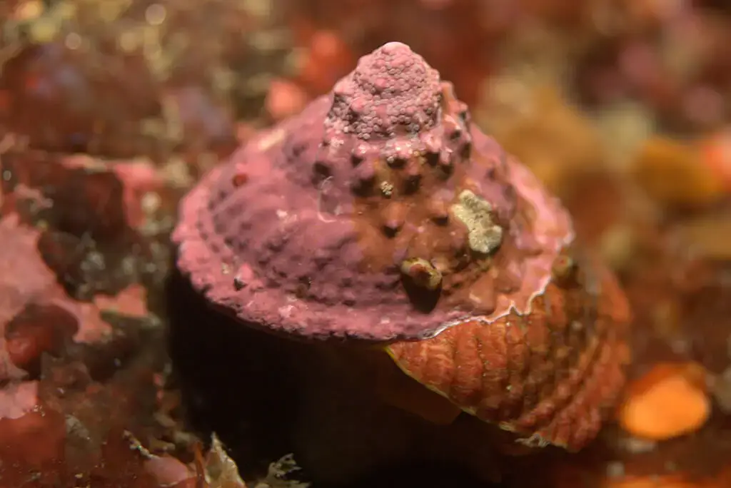 Turbo Snail in Reef Aquarium