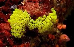 Yellow tunicates - sea squirts