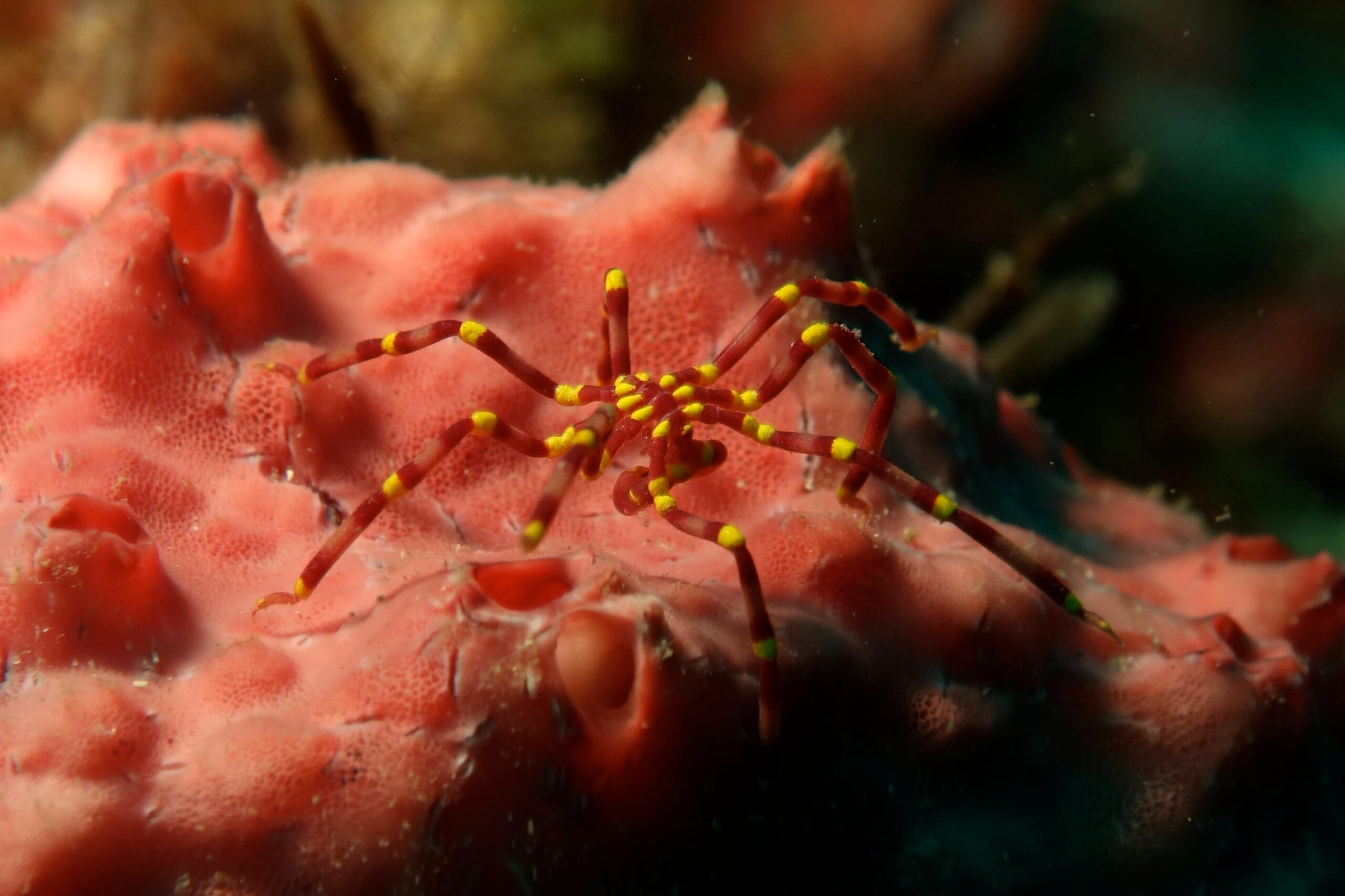 sea spider