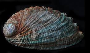 abalone shell mollusk