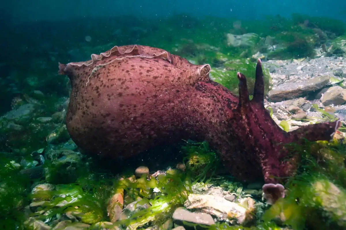 California Sea Hare