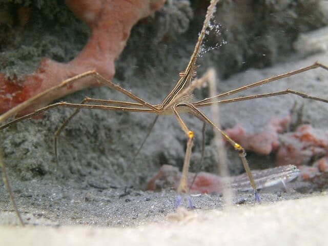 Arrow crab in reef