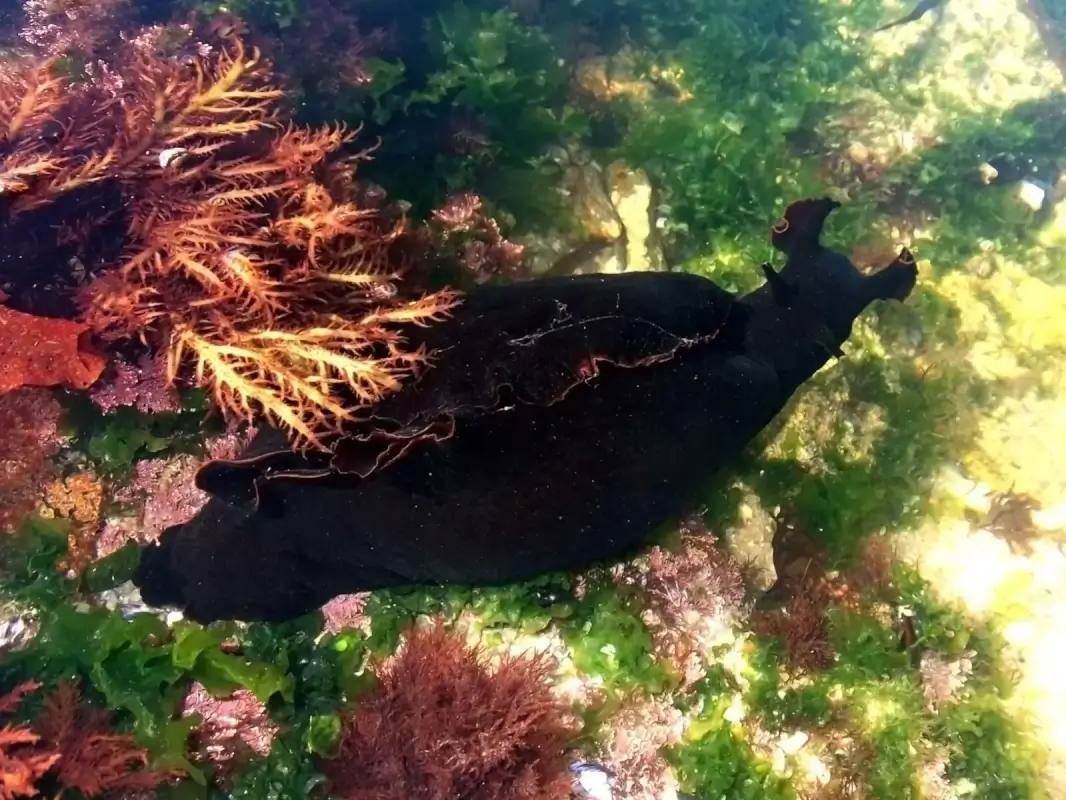 black Sea Hare