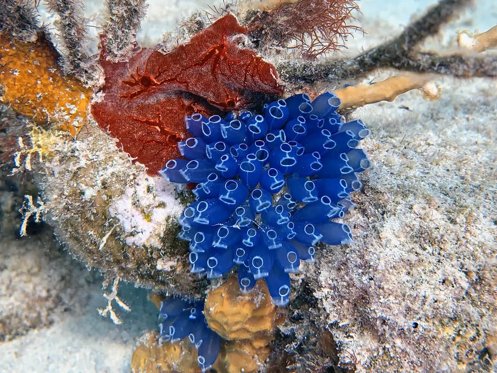 blue tunicates sea squirts