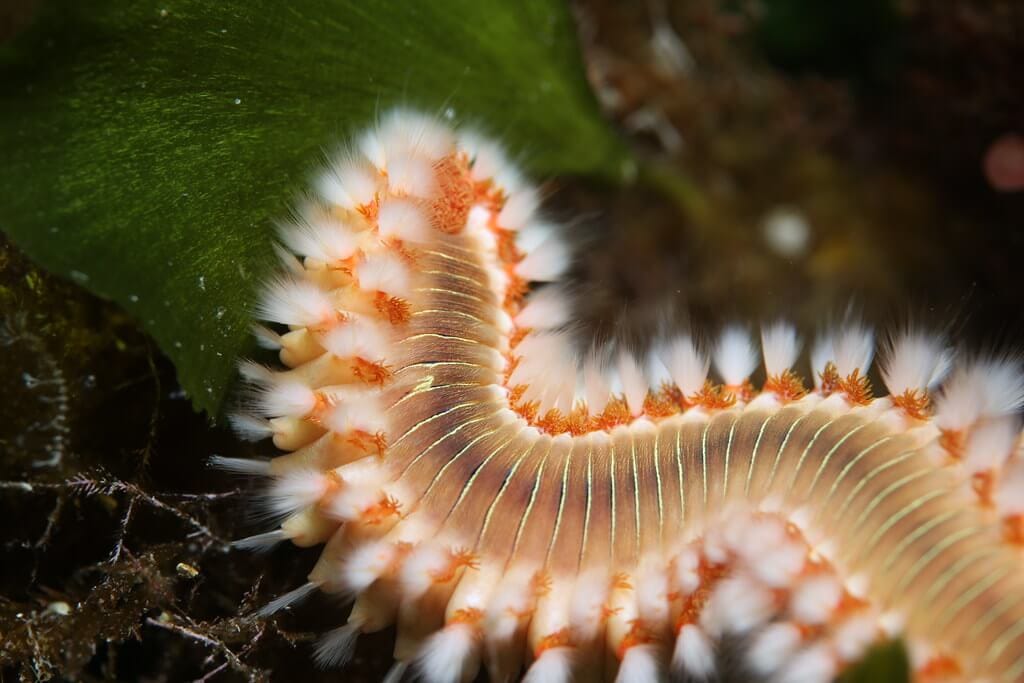 bristle fire worm