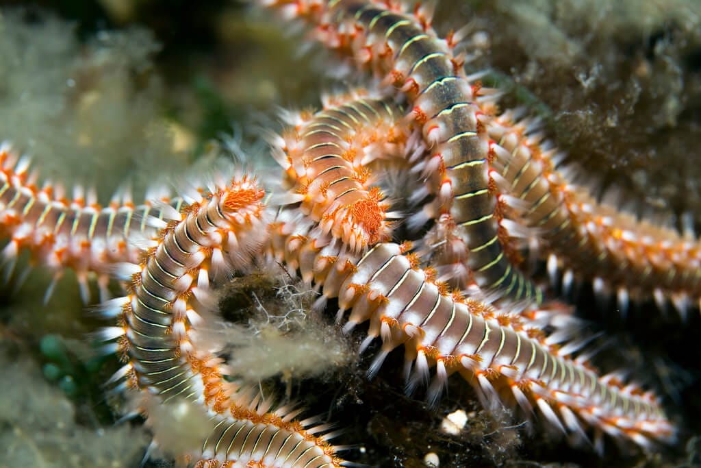 bristle worms