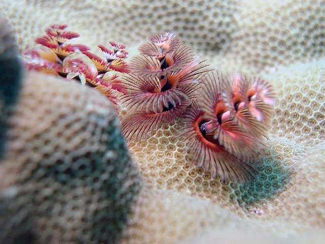 red and pink Christmas tree worms