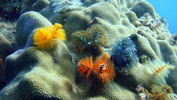 Christmas tree worms