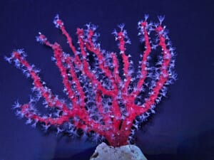 diodogorgia_red gorgonian