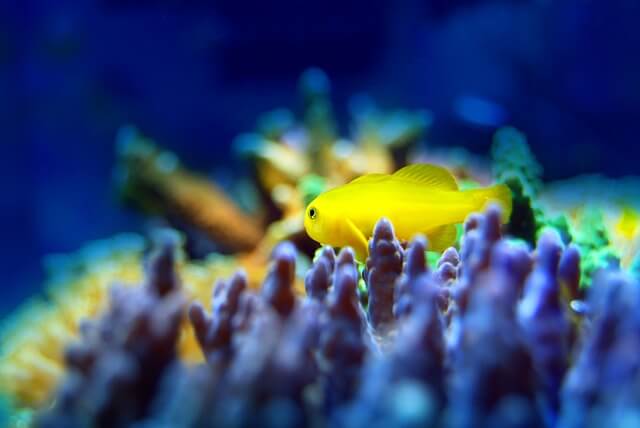 yellow rock goby on coral