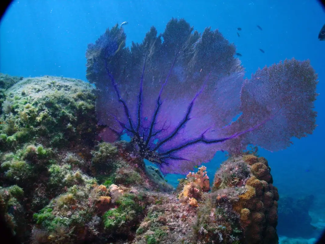 Gorgonia ventalina, purple sea fan