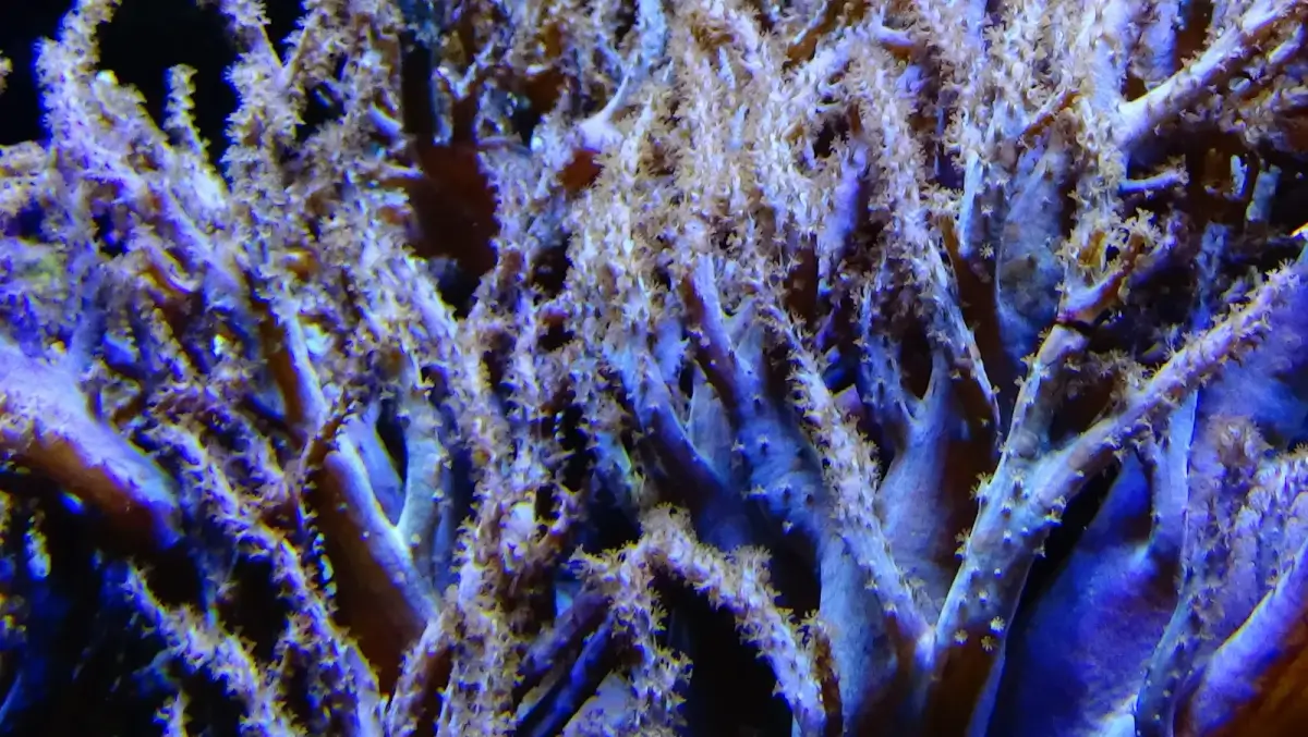 blue and purple gorgonian