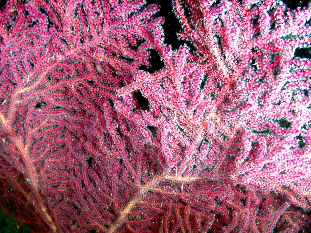 pink gorgonian coral