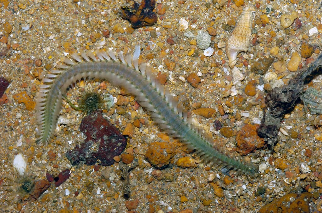 Green Bristle worm