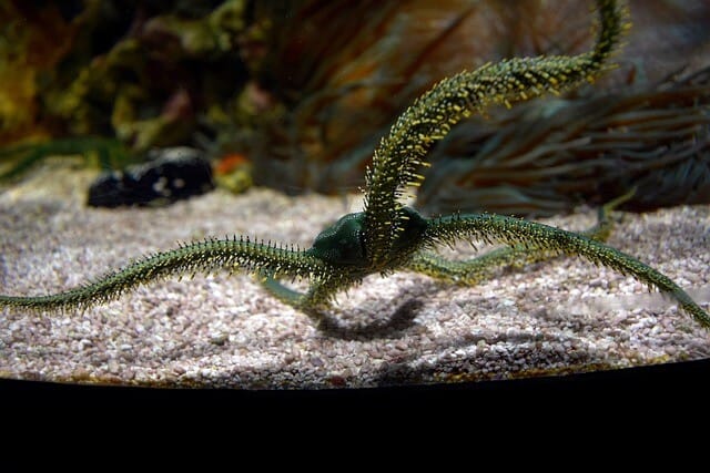 Green Brittle Serpent Starfish