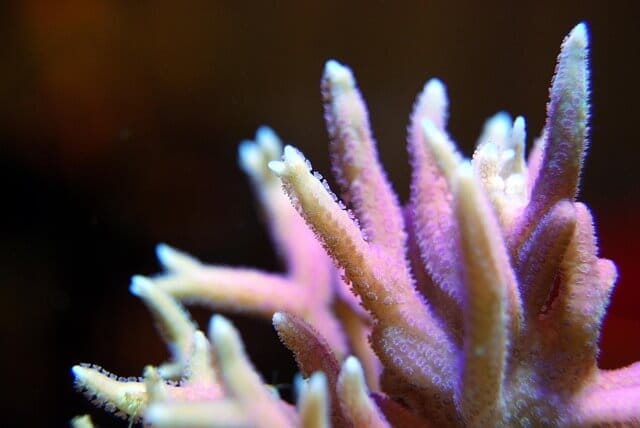 macro shot of pink hystrix sps coral upclose