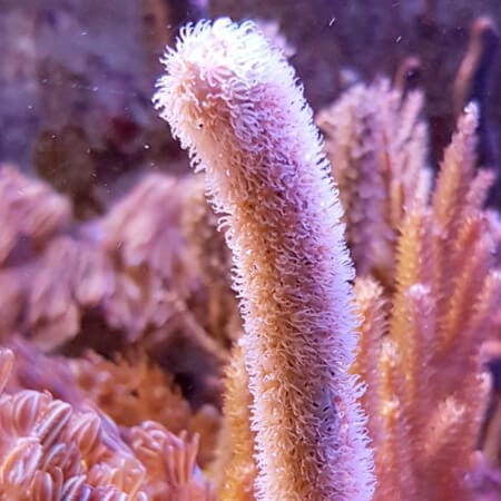 Muricea elongata sea fan 