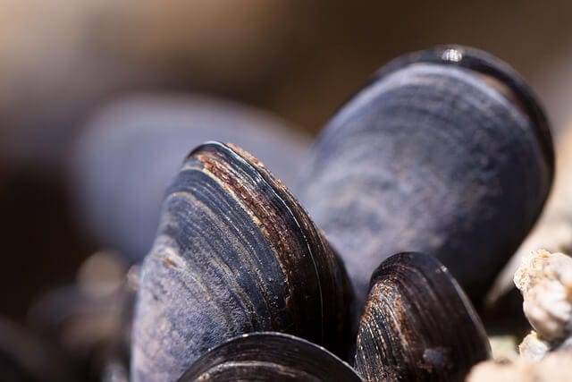 mussel shells