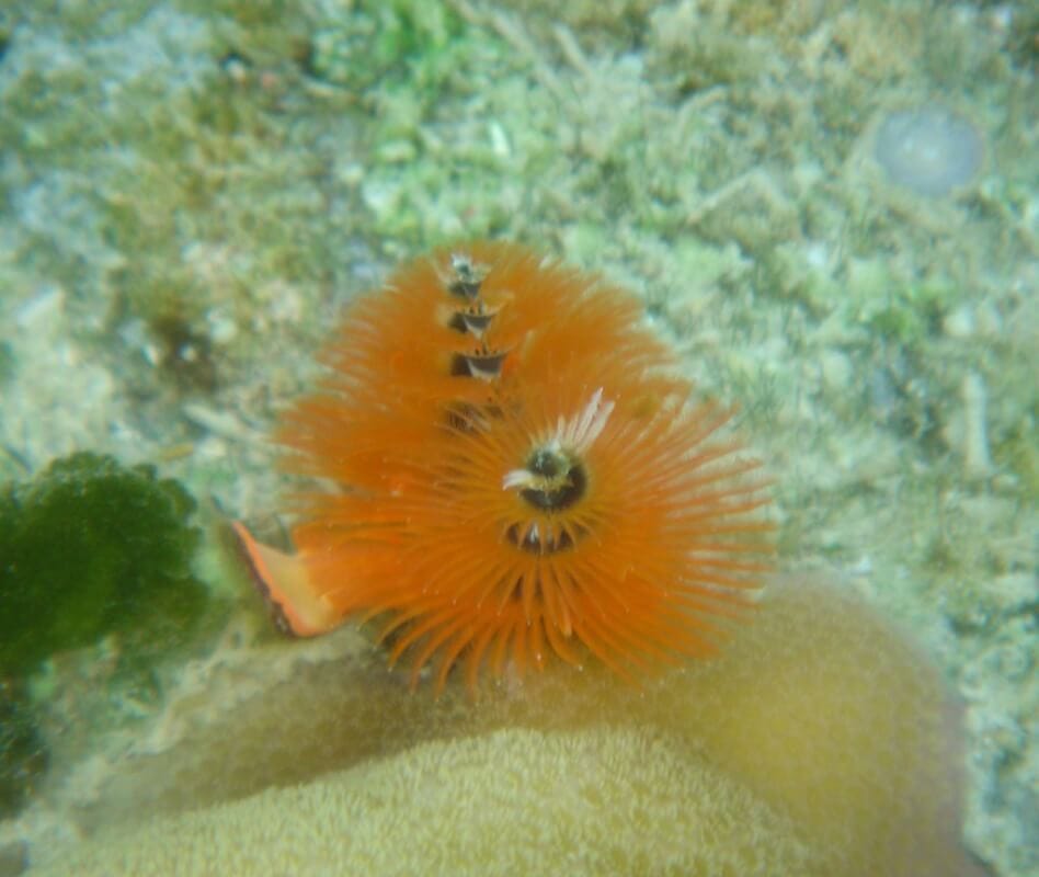 orange Christmas tree worms