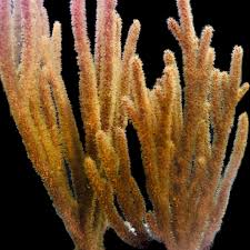 orange gorgonian