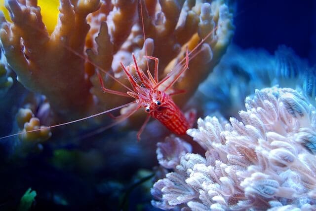 peppermint shrimp in coral reef tank