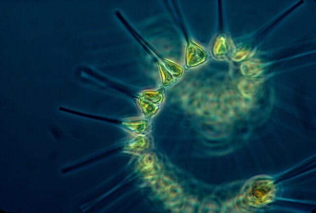 phytoplankton under microscope