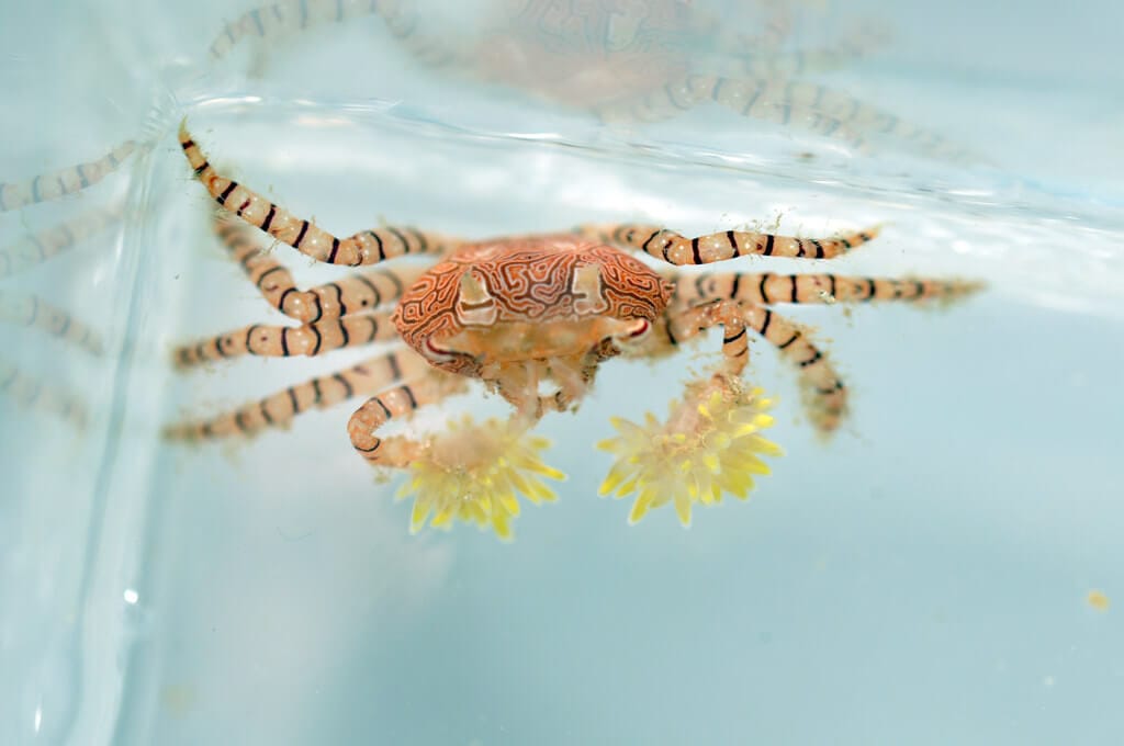 pom pom anemone crab